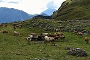 76 Mandria al pascolo